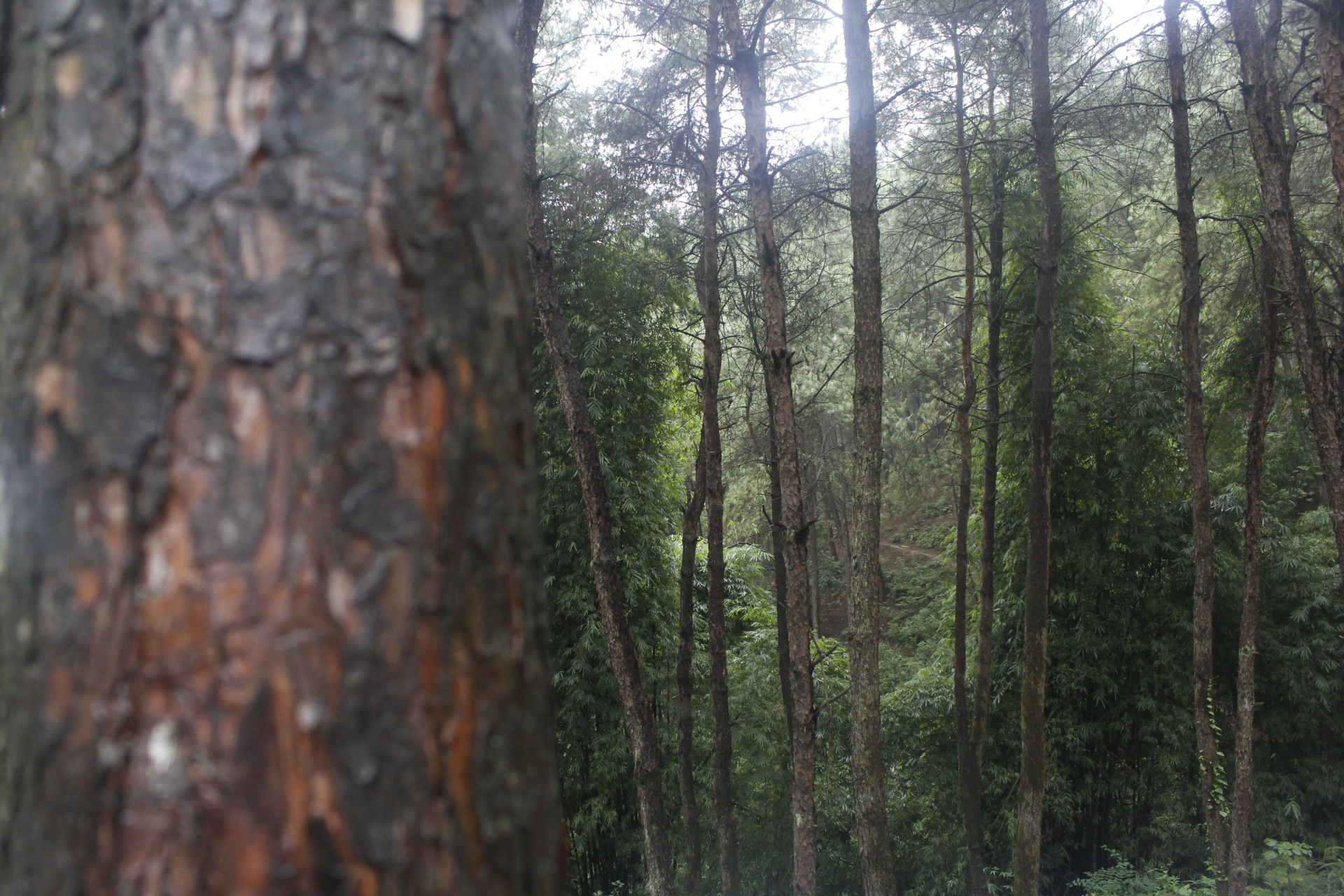 _MG_0414.JPG