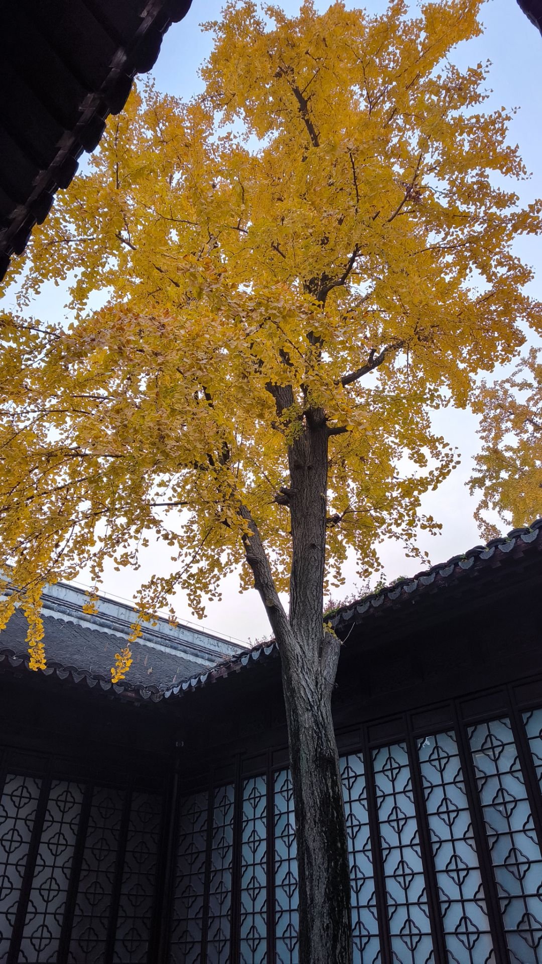 瞻园树.jpg